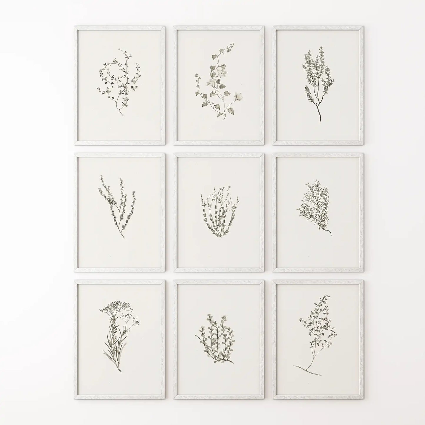 Botanical Wall Art Set of 9. Vintage Herbal Plant Prints