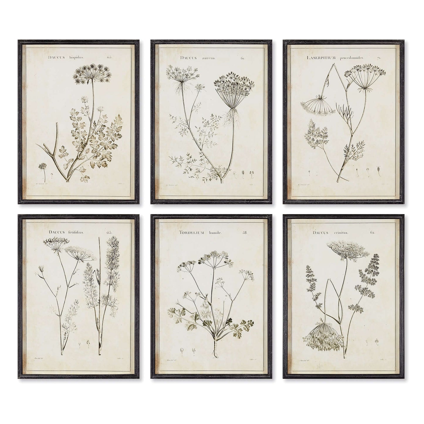 Vintage Monochromatic Botanical Wildflower Wall Art (Set of 6)