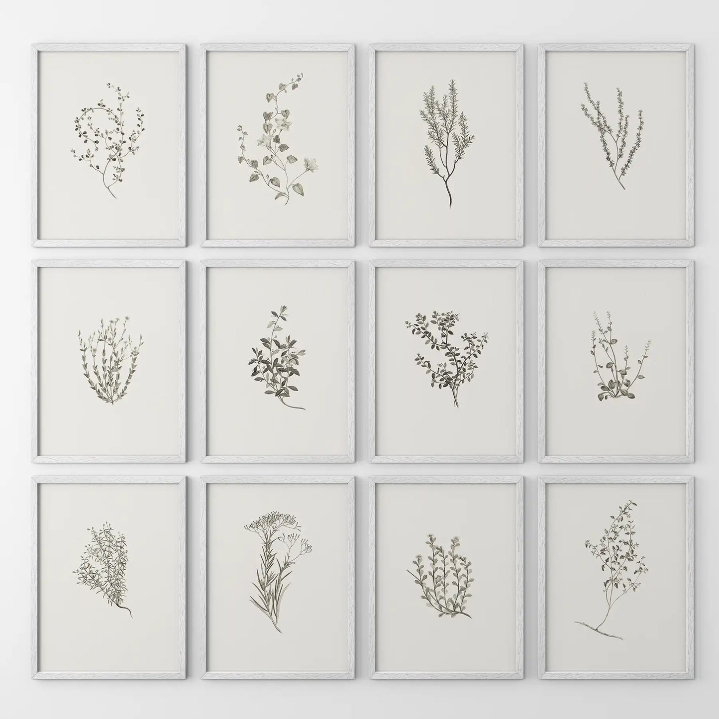 Minimalist Herbal Botanical Wall Art. Vintage Set of 12 Prints