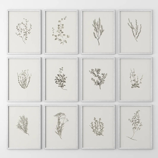 Minimalist Herbal Botanical Wall Art. Vintage Set of 12 Prints