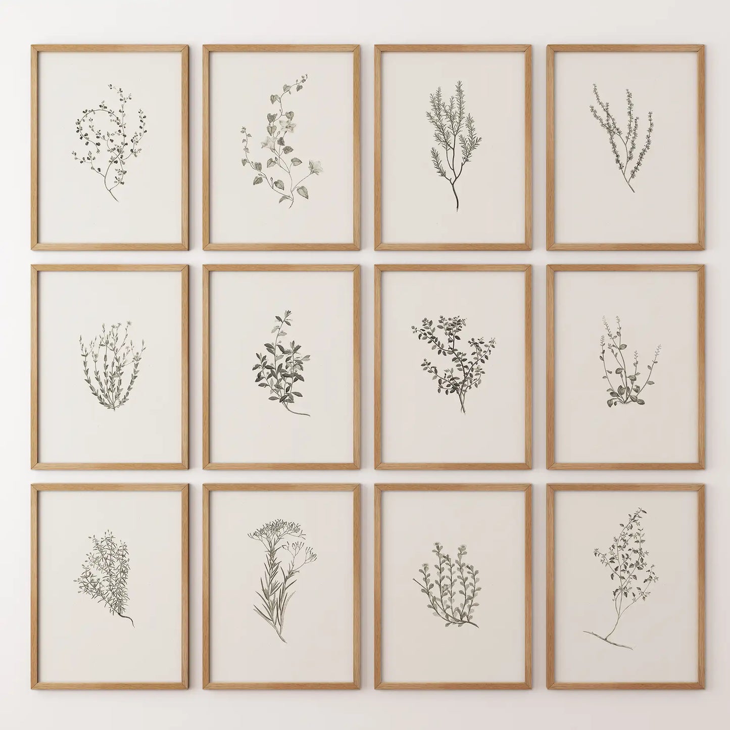 Minimalist Herbal Botanical Wall Art. Vintage Set of 12 Prints